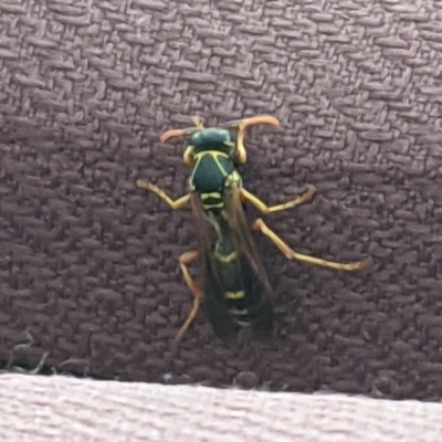 Polistes (Polistes) chinensis (Asian paper wasp) at Redfern, NSW - 20 Oct 2021 by sebabo