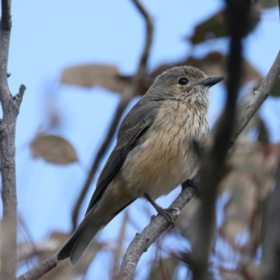 Pachycephala rufiventris (Rufous Whistler) at Pialligo, ACT - 19 Oct 2021 by jb2602