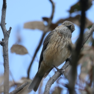 Pachycephala rufiventris at Pialligo, ACT - 19 Oct 2021