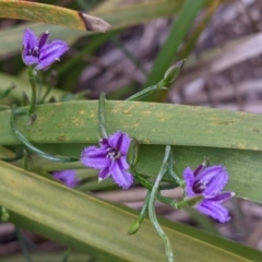 Thysanotus patersonii at Currawang, NSW - 20 Oct 2021