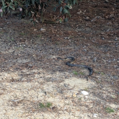 Notechis scutatus (Tiger Snake) at Currawang, NSW - 19 Oct 2021 by camcols