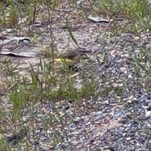 Acanthiza chrysorrhoa at Coree, ACT - 20 Oct 2021