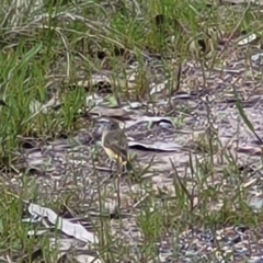 Acanthiza chrysorrhoa at Coree, ACT - 20 Oct 2021