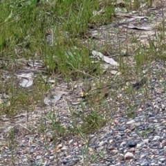 Acanthiza chrysorrhoa at Coree, ACT - 20 Oct 2021