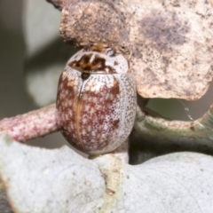 Paropsisterna m-fuscum (Eucalyptus Leaf Beetle) at The Pinnacle - 17 Oct 2021 by AlisonMilton