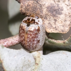 Paropsisterna m-fuscum at Hawker, ACT - 17 Oct 2021 01:30 PM