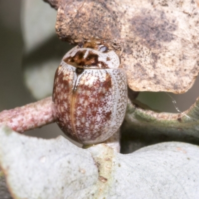 Paropsisterna m-fuscum (Eucalyptus Leaf Beetle) at Hawker, ACT - 17 Oct 2021 by AlisonMilton