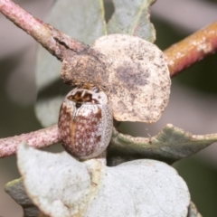 Paropsisterna m-fuscum at Hawker, ACT - 17 Oct 2021 01:30 PM