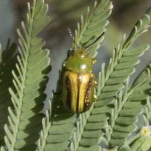 Calomela vittata at Hawker, ACT - 17 Oct 2021 11:57 AM