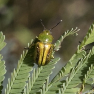 Calomela vittata at Hawker, ACT - 17 Oct 2021