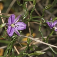 Thysanotus patersonii (Twining Fringe Lily) at Bruce Ridge to Gossan Hill - 19 Oct 2021 by AlisonMilton