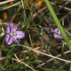 Thysanotus patersonii at Bruce, ACT - 19 Oct 2021 11:16 AM