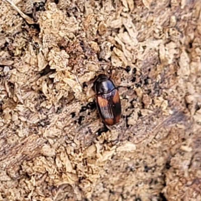 Ulomoides tetraspilotus (A darkling beetle) at Sherwood Forest - 20 Oct 2021 by trevorpreston