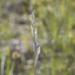 Thelymitra sp. (A Sun Orchid) at The Pinnacle - 17 Oct 2021 by AlisonMilton