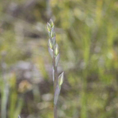 Thelymitra (genus) (sun orchids) at Hawker, ACT - 17 Oct 2021 by AlisonMilton