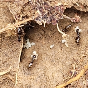 Formicidae (family) at Coree, ACT - 20 Oct 2021 12:37 PM