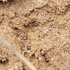 Formicidae (family) at Coree, ACT - 20 Oct 2021 12:37 PM