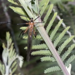 Harpobittacus australis (Hangingfly) at Hawker, ACT - 17 Oct 2021 by AlisonMilton