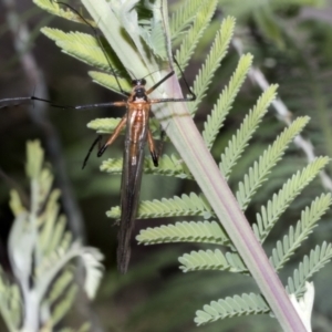 Harpobittacus australis at Hawker, ACT - 17 Oct 2021 12:01 PM