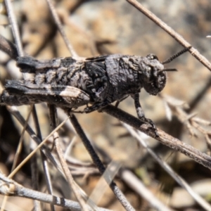 Acrididae sp. (family) at Booth, ACT - 9 Oct 2021