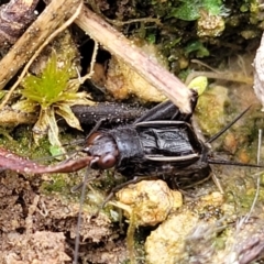 Pteronemobius sp. (genus) (Cricket) at Sherwood Forest - 20 Oct 2021 by trevorpreston