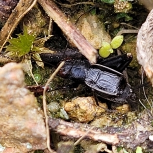 Pteronemobius sp. (genus) at Coree, ACT - 20 Oct 2021