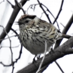 Pyrrholaemus sagittatus (Speckled Warbler) at Molonglo River Reserve - 19 Oct 2021 by JohnBundock