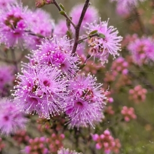 Kunzea parvifolia at Coree, ACT - 20 Oct 2021 12:30 PM