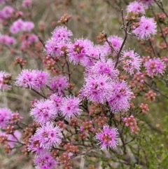 Kunzea parvifolia at Coree, ACT - 20 Oct 2021 12:30 PM