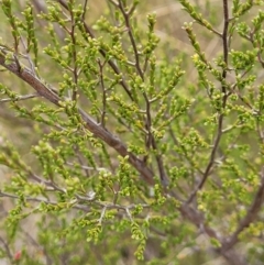 Kunzea parvifolia at Coree, ACT - 20 Oct 2021 12:30 PM