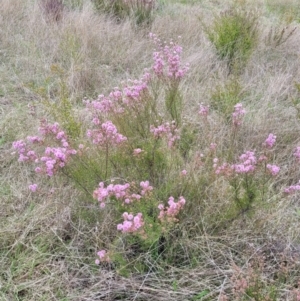 Kunzea parvifolia at Coree, ACT - 20 Oct 2021 12:30 PM