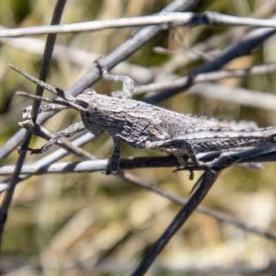 Coryphistes ruricola (Bark-mimicking Grasshopper) at Booth, ACT - 9 Oct 2021 by SWishart