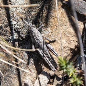 Coryphistes ruricola at Booth, ACT - 9 Oct 2021