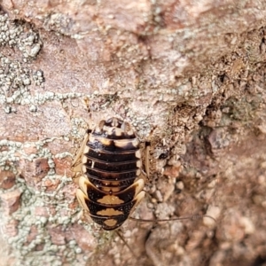 Robshelfordia simplex at Coree, ACT - 20 Oct 2021 12:23 PM