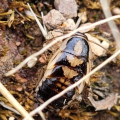 Robshelfordia simplex at Coree, ACT - 20 Oct 2021 12:23 PM