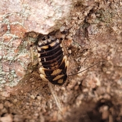 Robshelfordia simplex at Coree, ACT - 20 Oct 2021 12:23 PM