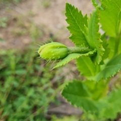 Papaver somniferum subsp. setigerum (Opium Poppy) at O'Malley, ACT - 19 Oct 2021 by Mike