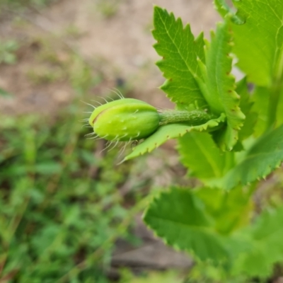 Papaver somniferum subsp. setigerum (Opium Poppy) at O'Malley, ACT - 20 Oct 2021 by Mike