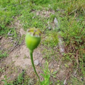 Papaver somniferum subsp. setigerum at O'Malley, ACT - 20 Oct 2021