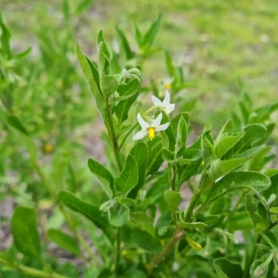 Solanum chenopodioides (Whitetip Nightshade) at O'Malley, ACT - 20 Oct 2021 by Mike