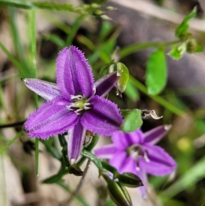 Thysanotus patersonii at Coree, ACT - 20 Oct 2021