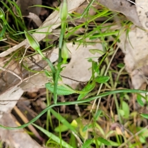 Thysanotus patersonii at Coree, ACT - 20 Oct 2021 12:19 PM