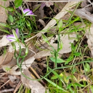 Thysanotus patersonii at Coree, ACT - 20 Oct 2021