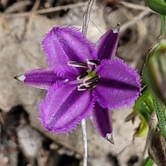 Thysanotus patersonii at Coree, ACT - 20 Oct 2021