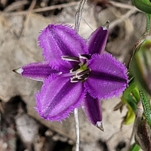 Thysanotus patersonii at Coree, ACT - 20 Oct 2021 12:19 PM