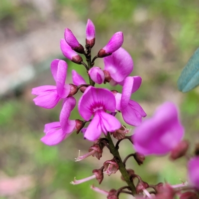 Indigofera australis subsp. australis (Australian Indigo) at Coree, ACT - 20 Oct 2021 by tpreston