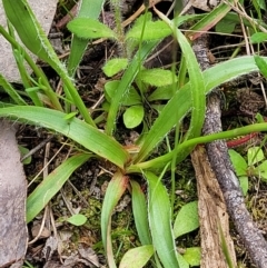 Luzula flaccida (Pale Woodrush) at Coree, ACT - 20 Oct 2021 by trevorpreston