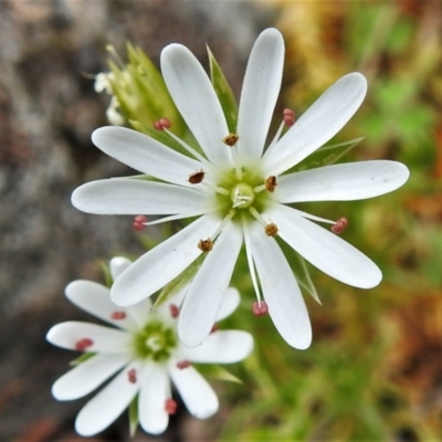 Stellaria pungens (Prickly Starwort) at Molonglo River Reserve - 19 Oct 2021 by JohnBundock