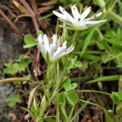 Stellaria pungens at Molonglo Valley, ACT - 20 Oct 2021