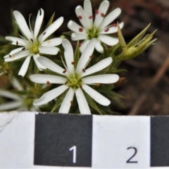 Stellaria pungens at Molonglo Valley, ACT - 20 Oct 2021